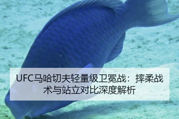 UFC马哈切夫轻量级卫冕战：摔柔战术与站立对比深度解析