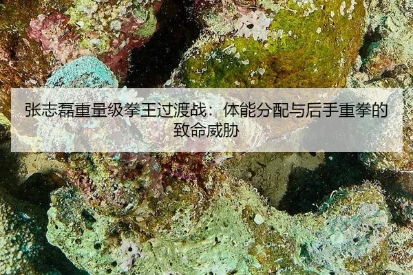 张志磊重量级拳王过渡战：体能分配与后手重拳的致命威胁